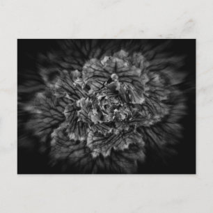 Cartão Postal Flores De Quintal A Preto E Branco, Sem Fluxo 42