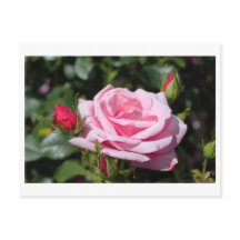 flores de rosa cor-de-rosa feliz aniversário. com