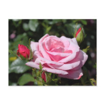 flores de rosa cor-de-rosa feliz aniversário. com