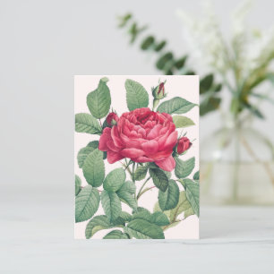 Cartão Postal Flores de rosa vermelha com Folhas Verdes