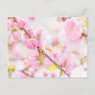 Cartão Postal Flores de sakura cor-de-rosa - flor de cereja japo
