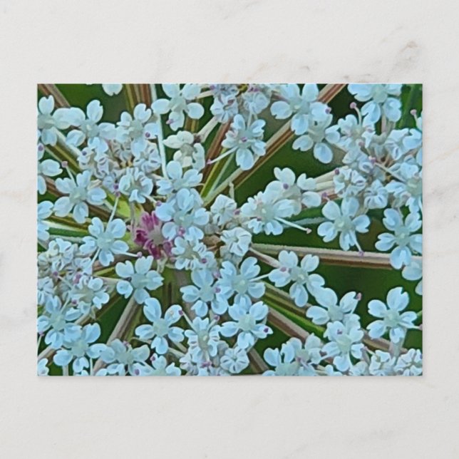 Cartão Postal Flores de Salsa Silvestre (Frente)