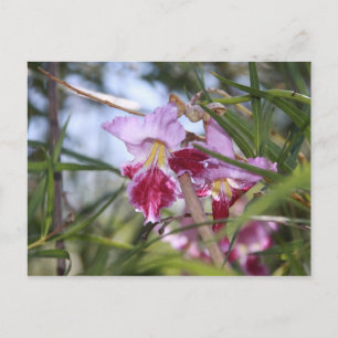 Cartão Postal Flores de Sedona