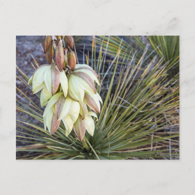 Cartão Postal Flores de Soaptree Yucca no Upper Missouri (Frente)