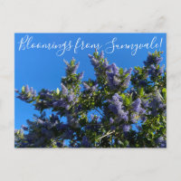 Flores de Sunnyvale: Ray Hartman Ceanothus