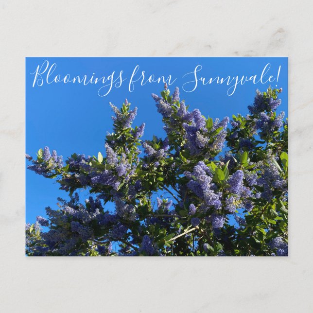 Cartão Postal Flores de Sunnyvale: Ray Hartman Ceanothus (Frente)