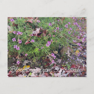 Cartão Postal Flores de Sunnyvale: Verbena lilacina 