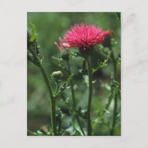 Cartão Postal Flores de Tijolo (Cirsium Japonicom)