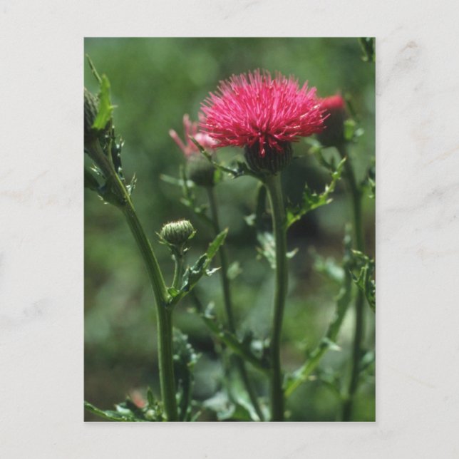 Cartão Postal Flores de Tijolo (Cirsium Japonicom) (Frente)