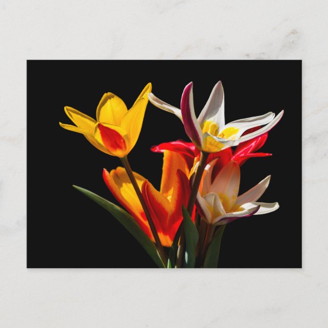 Cartão Postal Flores de tulipa contra fundo preto (Frente)