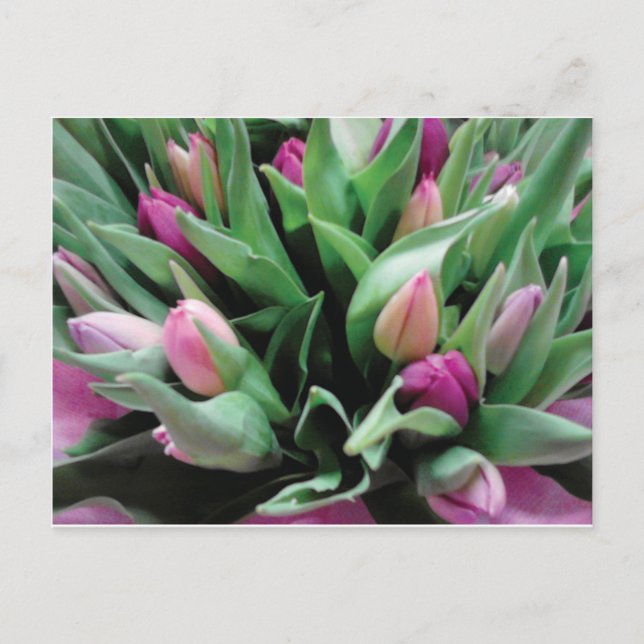 Cartão Postal Flores de tulipa cor-de-rosa (Frente)