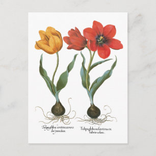 Cartão Postal Flores de Tulipa da Primavera Vintage por Basilius