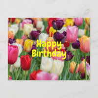 Flores de Tulipa de Aniversário de Cores Mistas