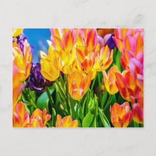 Cartão Postal Flores de Tulipa - Florescem