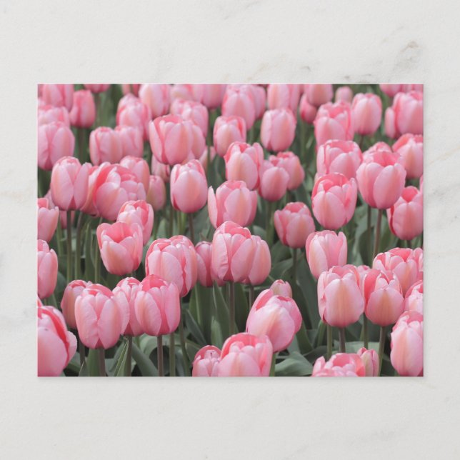 Cartão Postal Flores de Tulipa Primavera Rosa  (Frente)