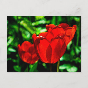 Cartão Postal Flores de tulipa vermelhas