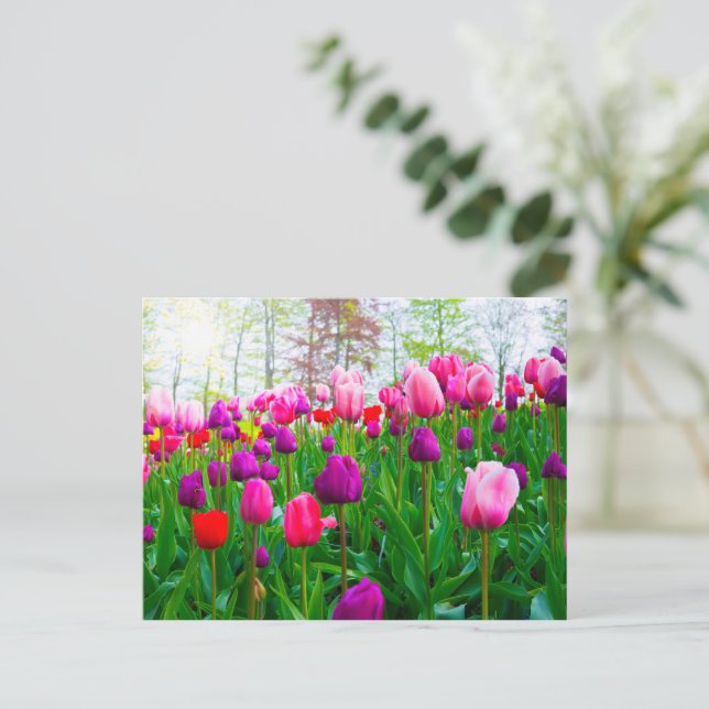 Cartão Postal Flores de Tulipas Bloqueantes no Primavera (Em pé/Frente)
