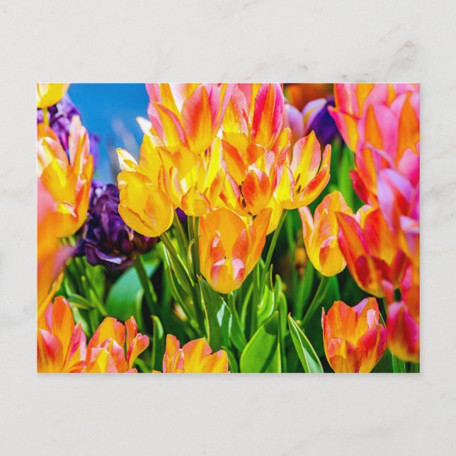 Cartão Postal Flores de Tulipas - Farinhas (Frente)