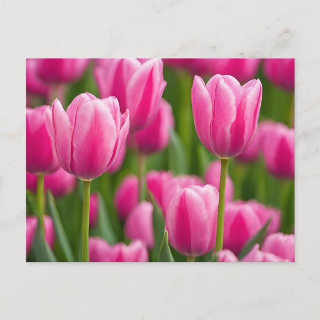 Cartão Postal Flores de Tulipas Rosa (Frente)