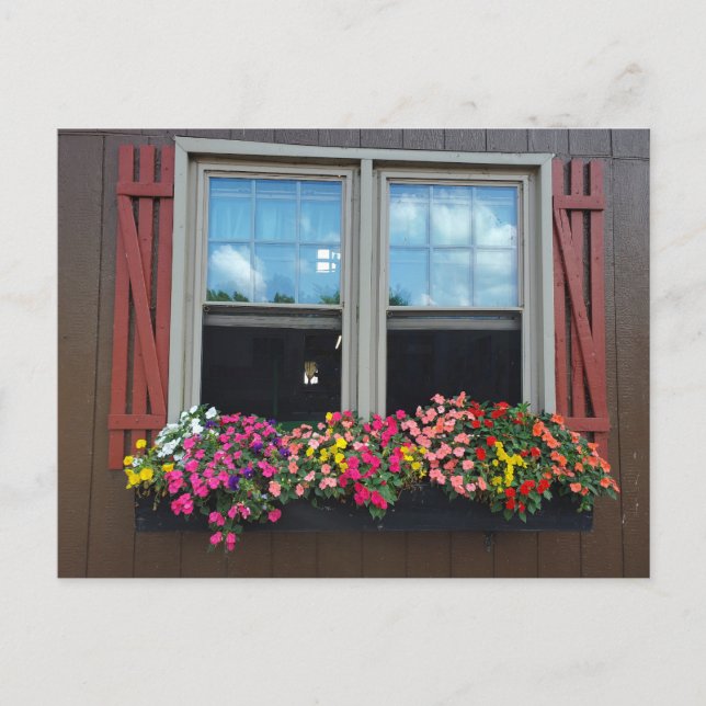 Cartão Postal Flores de verão (Frente)