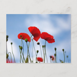 Cartão Postal Flores de vermelhos