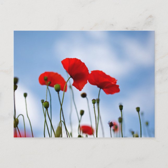 Cartão Postal Flores de vermelhos (Frente)