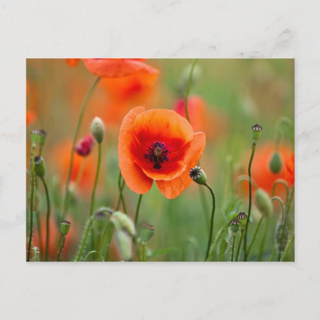 Cartão Postal Flores de vermelhos (Frente)