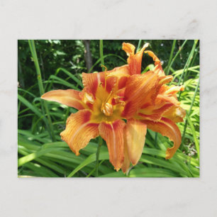 Cartão Postal Flores Diurnas Laranja Horizontais
