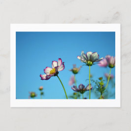 Cartão Postal Flores do Cosmos: Cartão-postal do Japão