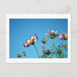 Cartão Postal Flores do Cosmos: Cartão-postal do Japão