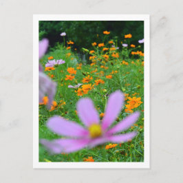 Cartão Postal Flores do Cosmos: Japão