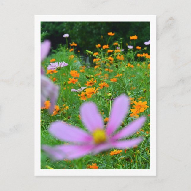 Cartão Postal Flores do Cosmos: Japão (Frente)