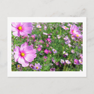 Cartão Postal Flores do Cosmos: Japão