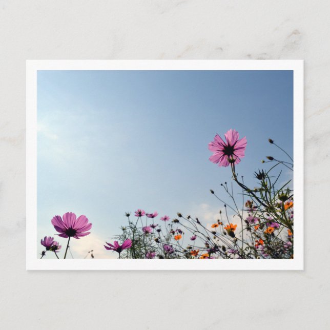 Cartão Postal Flores do Cosmos: Japão (Frente)