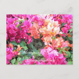 Cartão Postal Flores do Havaí