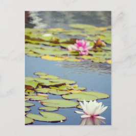 Cartão Postal Flores do Lago de Lírios