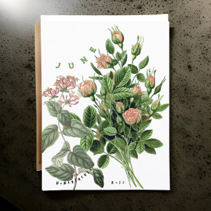 Cartão Postal Flores do Mês de Junho Honeysuckle Rose