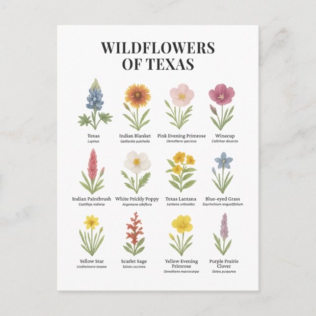 Cartão Postal Flores do Texas em Estilo de Aquarela (Frente)