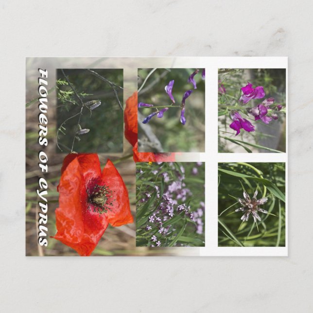 Cartão Postal flores dos cuidados pós-chipre (Frente)
