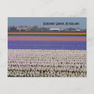 Cartão Postal Flores dos Países Baixos