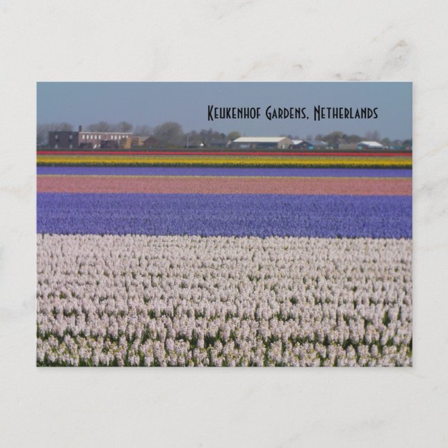 Cartão Postal Flores dos Países Baixos (Frente)