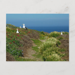 Cartão Postal Flores e gaivotas na Ilha Anacapa