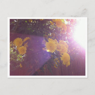 Cartão Postal Flores e Luz