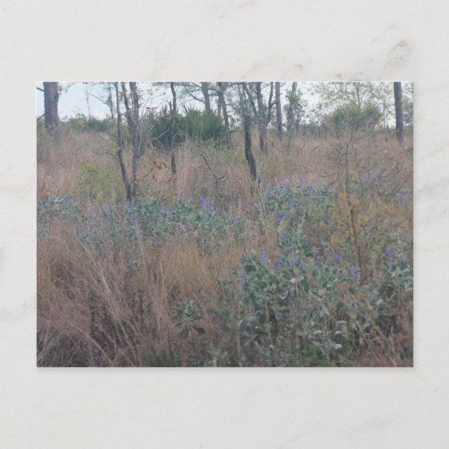 Cartão Postal Flores e Pincel (Frente)