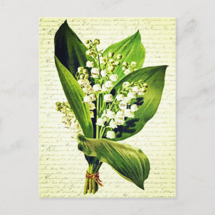 Cartão Postal Flores Elegantes Antigos Lírio-do-vale