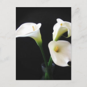 Cartão Postal Flores Elegantes Calla Lily 12