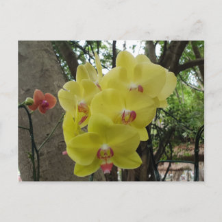 Cartão Postal Flores em Chiang Mai Tailândia