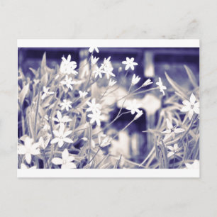Cartão Postal Flores em forma de estrela Sparkle, Cartão-postal