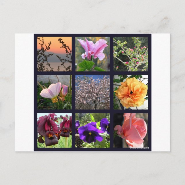 Cartão Postal Flores em Israel (Frente)