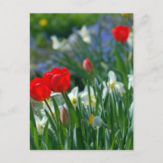 Cartão Postal Flores em maio